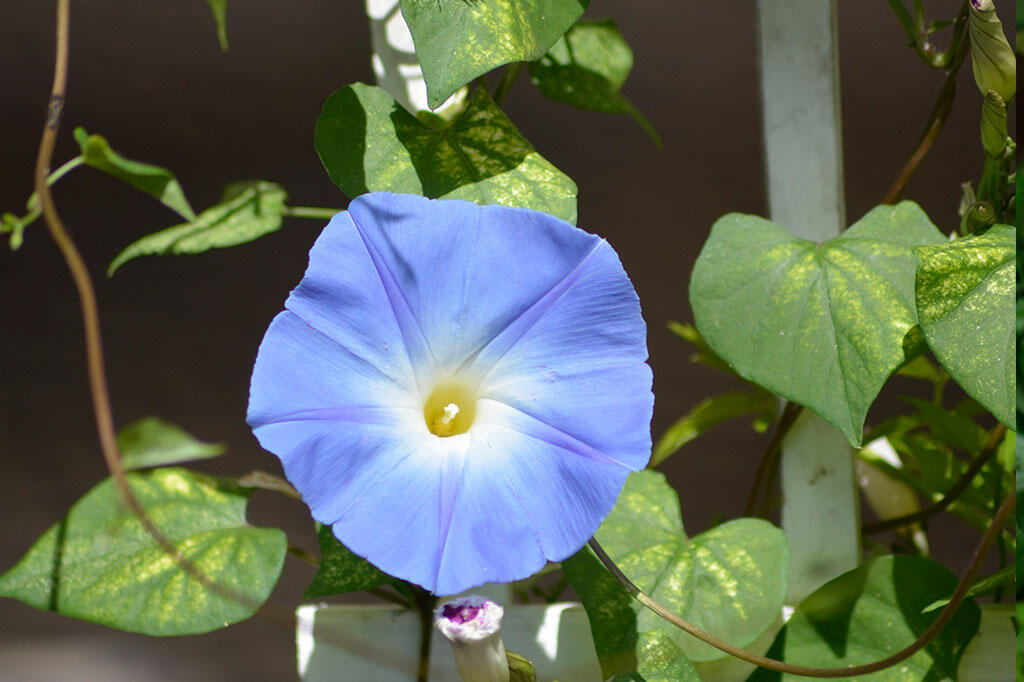 Varför-blommar-det-inte-1.jpg