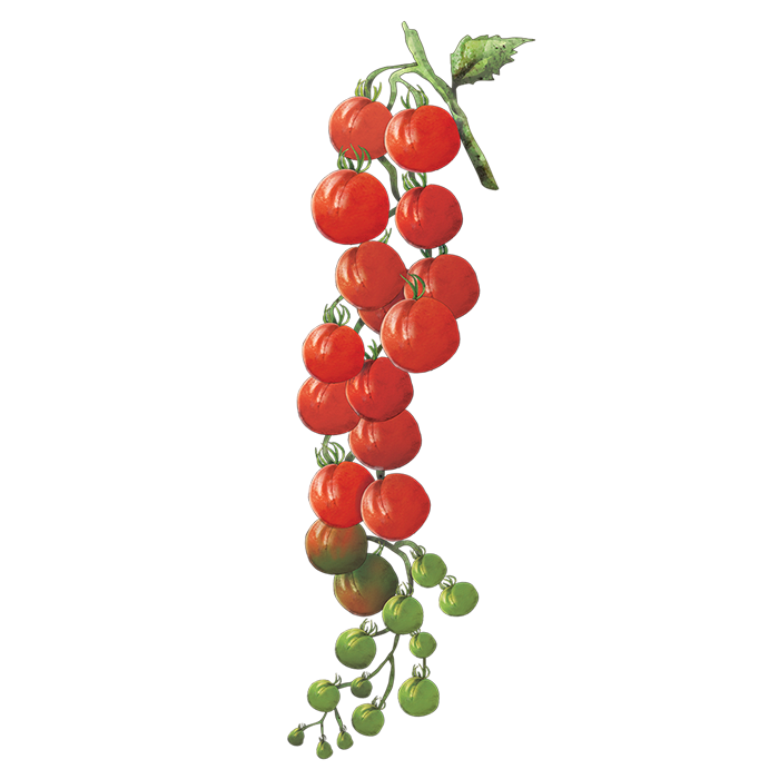 Tomatoes-Nelson-Garden-1.png
