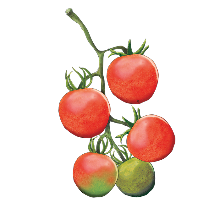Tomatoes-Nelson-Garden-2.png