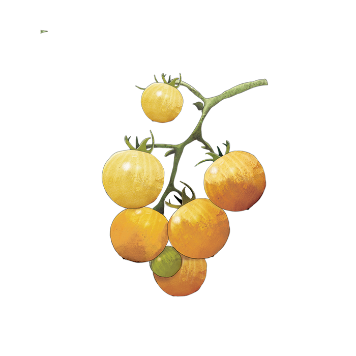 Tomatoes-Nelson-Garden-3.png