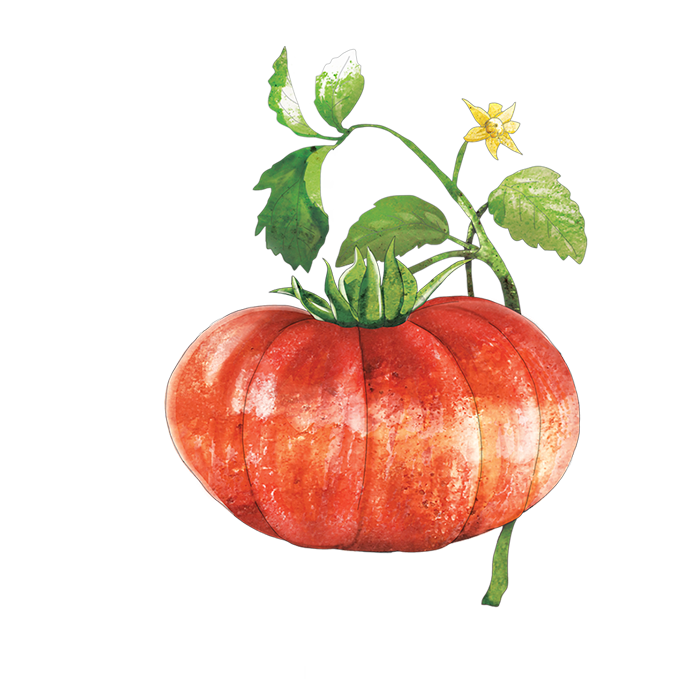 Tomatoes-Nelson-Garden-4.png