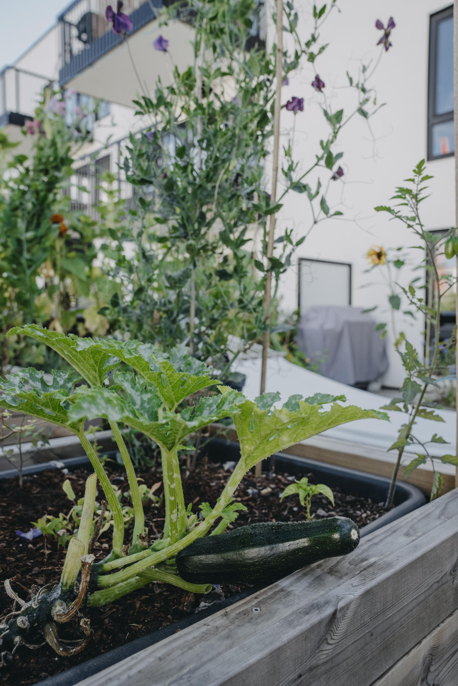Squash / Sommarpumpa 'Diamant' F1 Nelson Garden