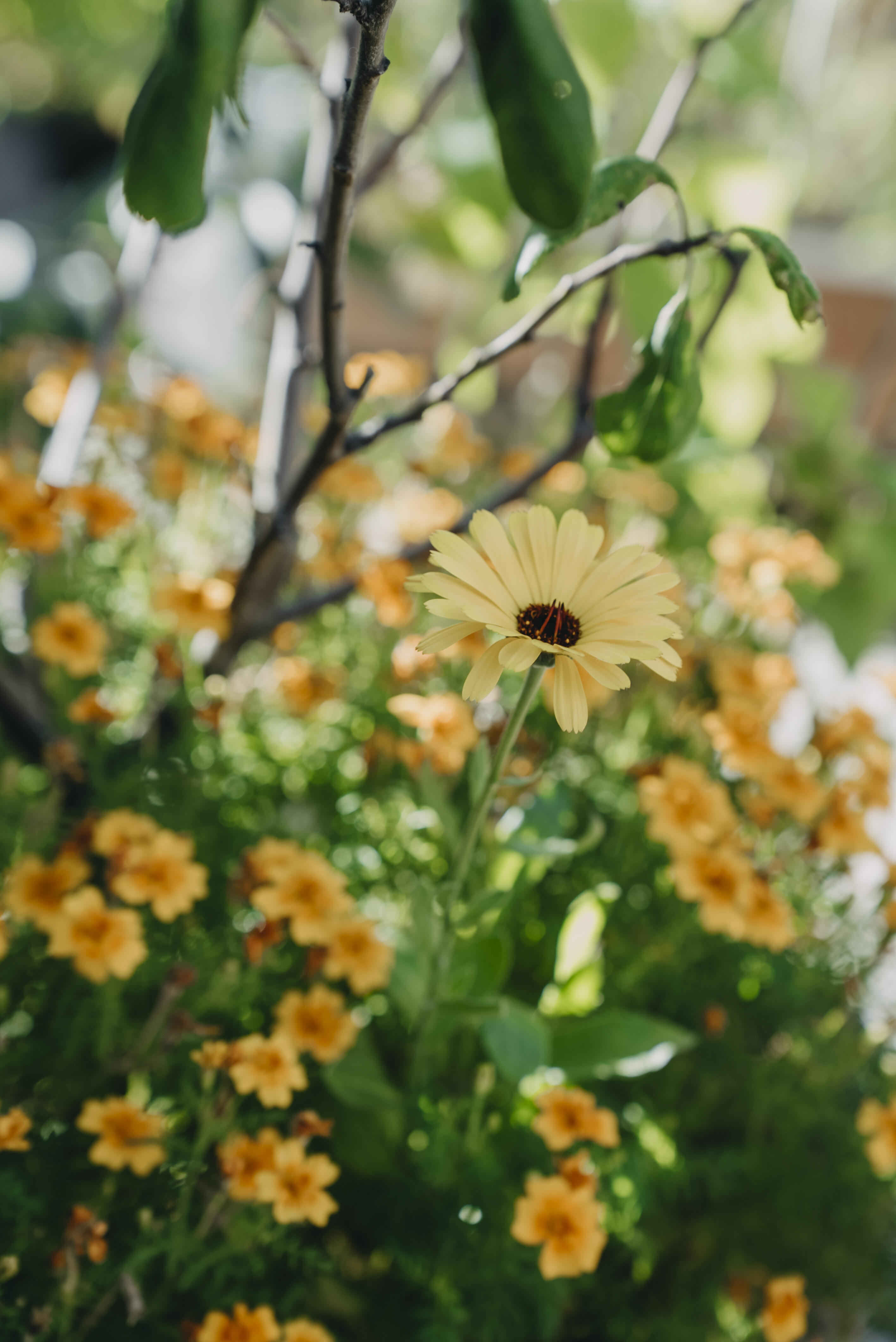 Ringblommor